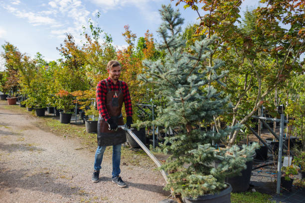 Reliable Limestone, IL Tree Removal and Landscaping Services Solutions